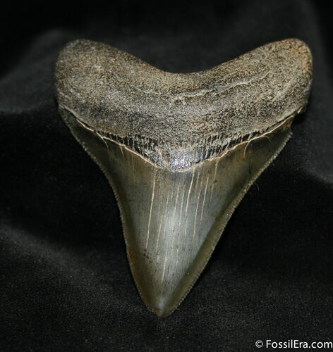 Lethally Sharp Inch Megalodon Tooth - Hilton Head #1480